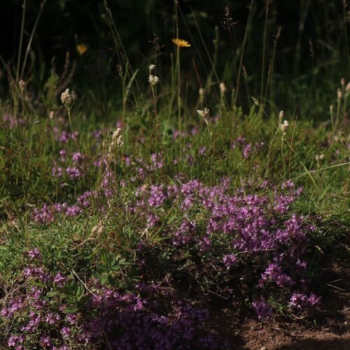 Photo #13885143