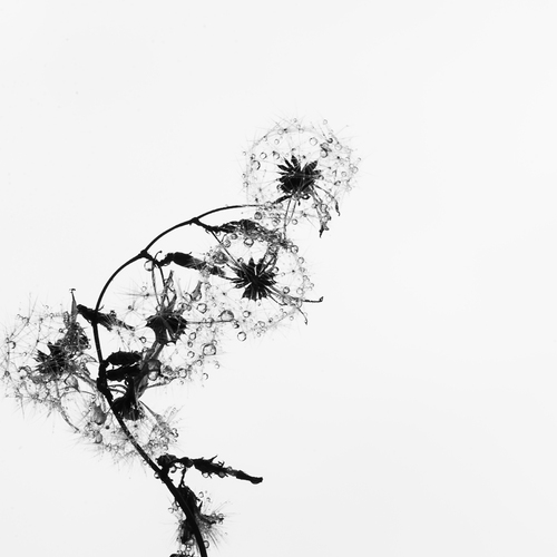 Photo #13885157