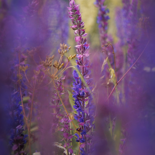 Photo #13885271