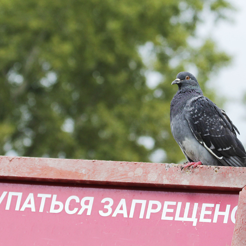 Photo #13885580