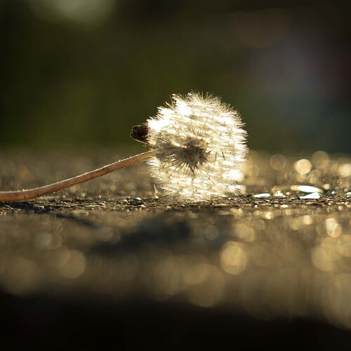 Photo #13885699