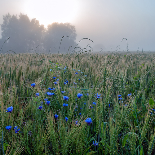 July Morning