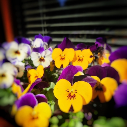Photo #13885781