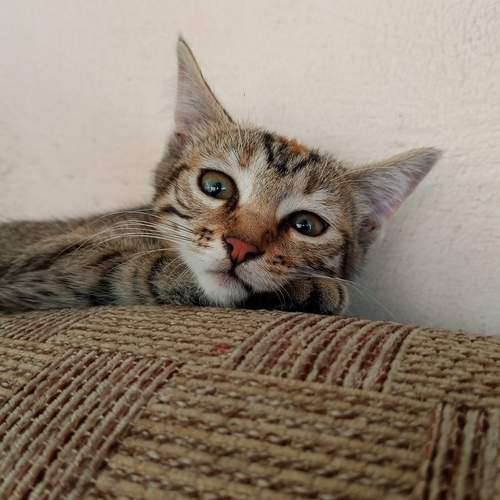 Photo #13886420