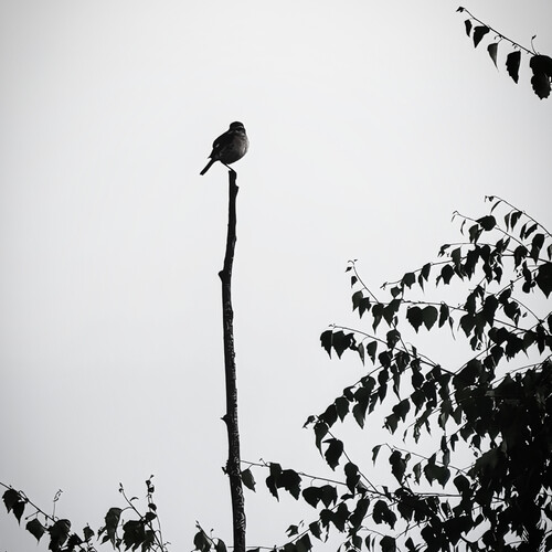 Photo #13886454