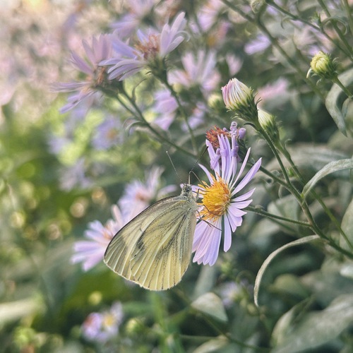 Photo #13886562