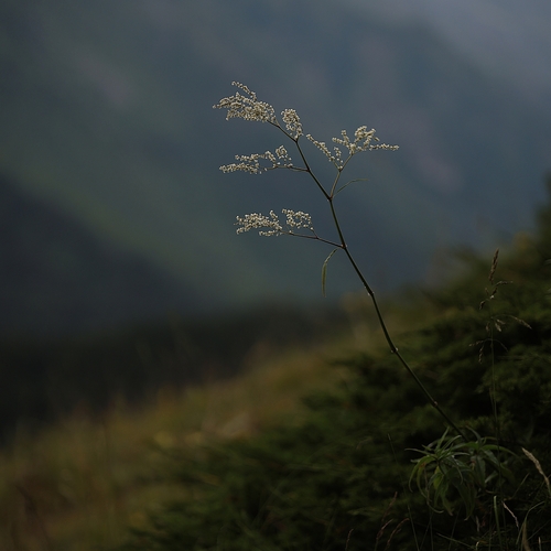 Photo #13886725