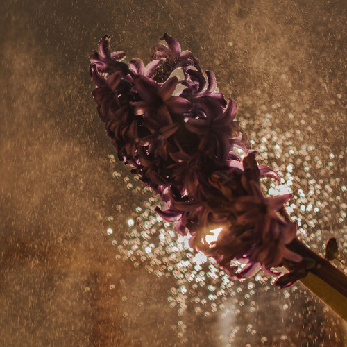 Photo #13886758