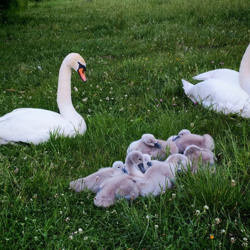 Photo #13887183