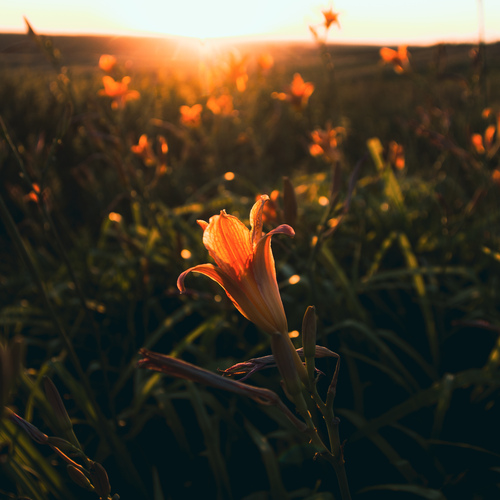 Photo #13887299