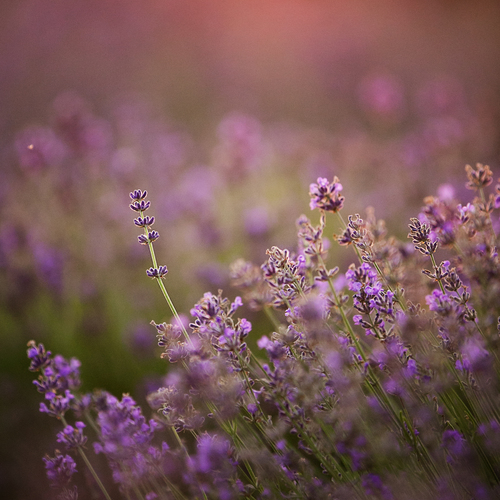 Photo #13887363