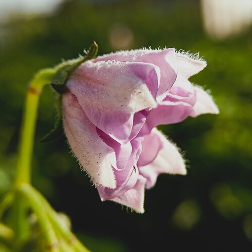 Photo #13887366