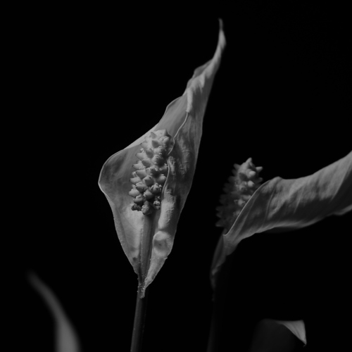 Photo #13887377