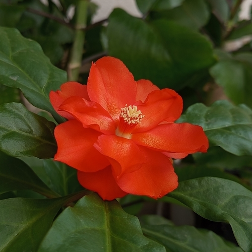 Éxtasis, Pereskia