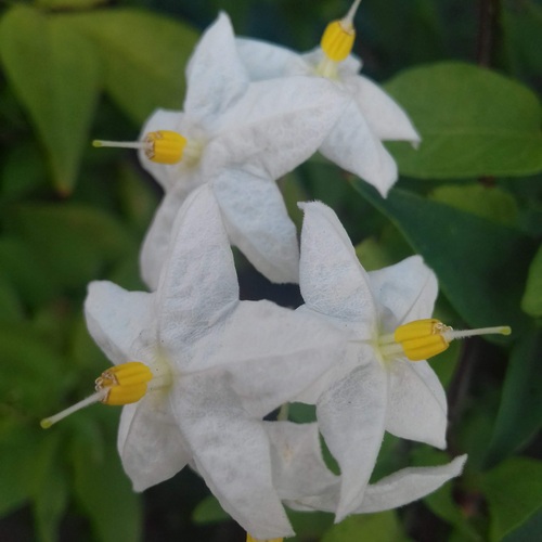 Little white flowers
