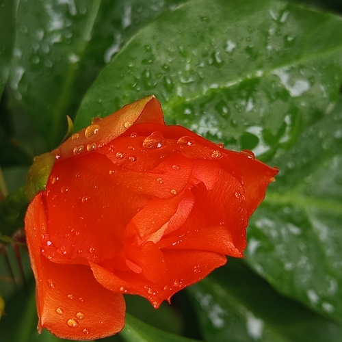 Sensación, Pereskia