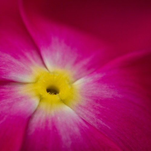 Photo #13888144