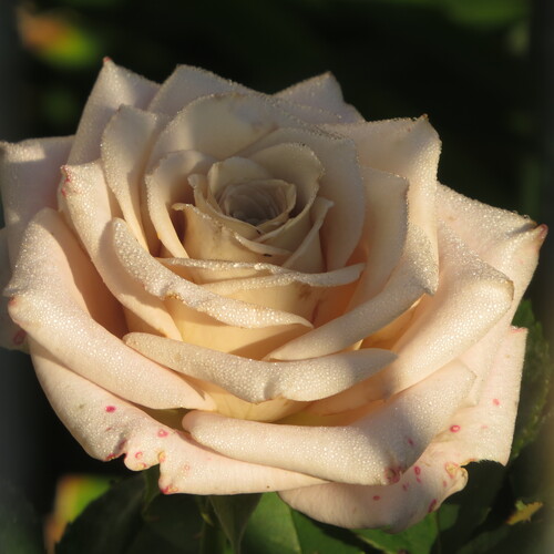 Photo #13888348