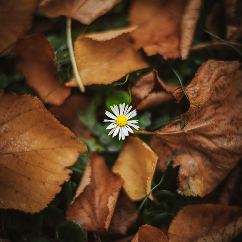 A Gentle Glow