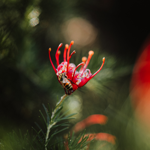 Between Bloom and Breath