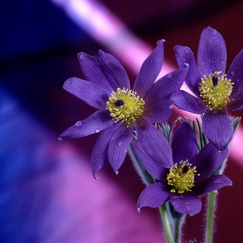 The Purple Trio