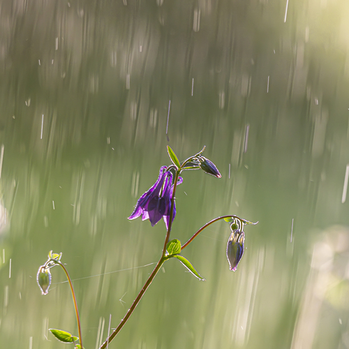 Photo #13889284