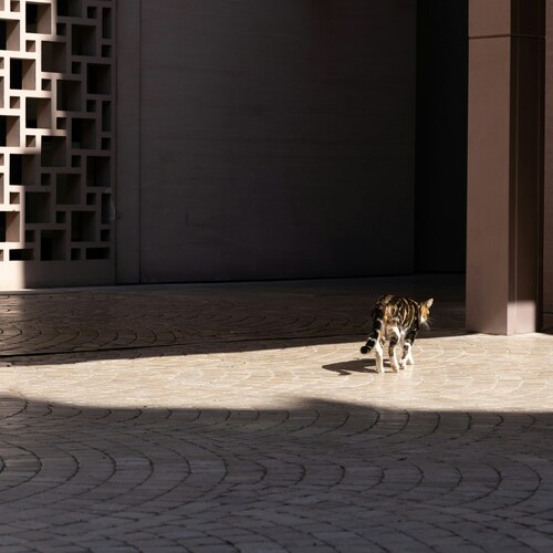 Photo #13889542