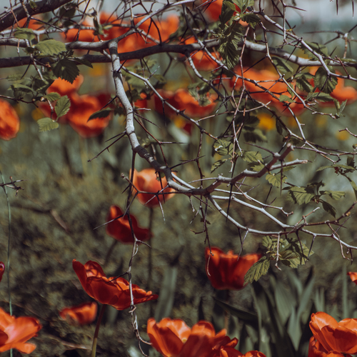 Photo #13889615