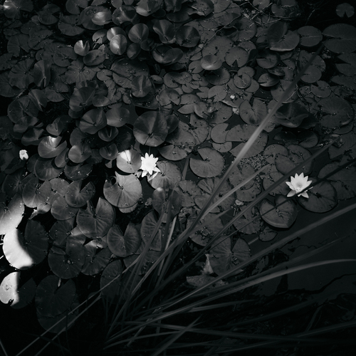 Photo #13890000