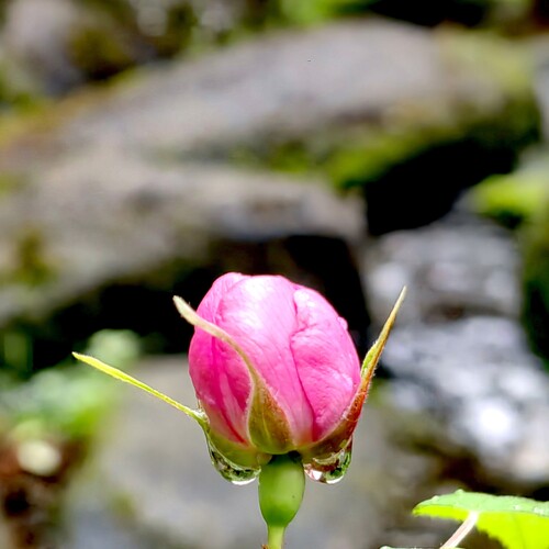Photo #13890070