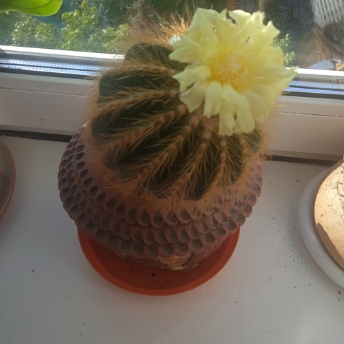 Photo #13890224