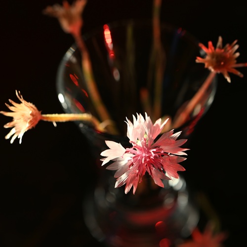Photo #13890230