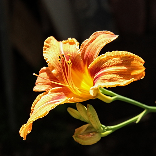 Photo #13890464