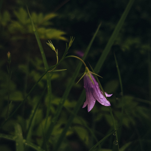 Photo #13890643