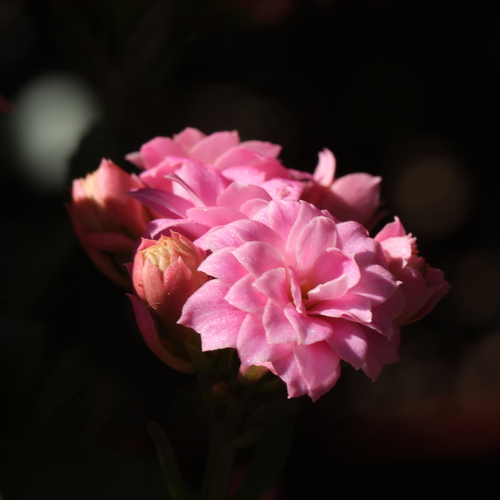 Photo #13890734