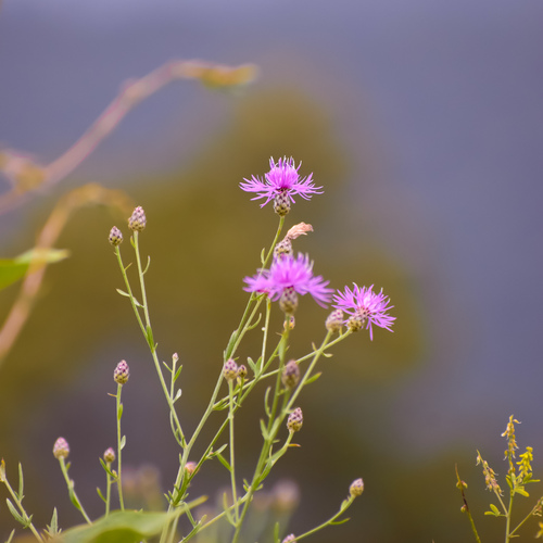 Photo #13891854