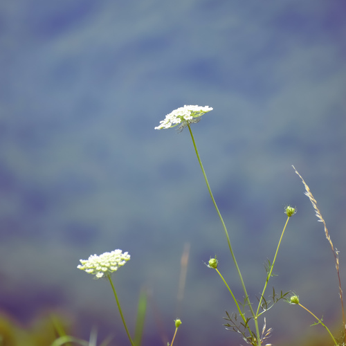 Photo #13891855