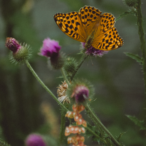 Photo #13892166
