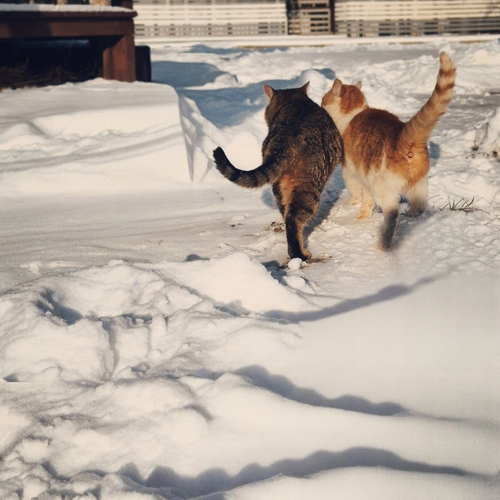 Photo #13892291