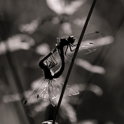 Photo #13892905