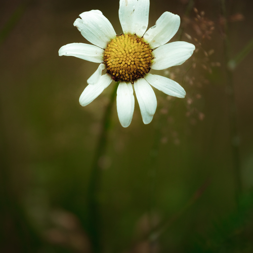 Photo #13893075