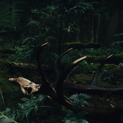 Photo #13893154