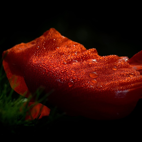 Poppy