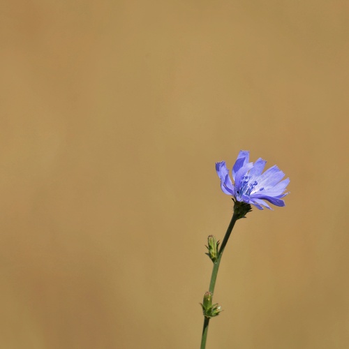 Chicory