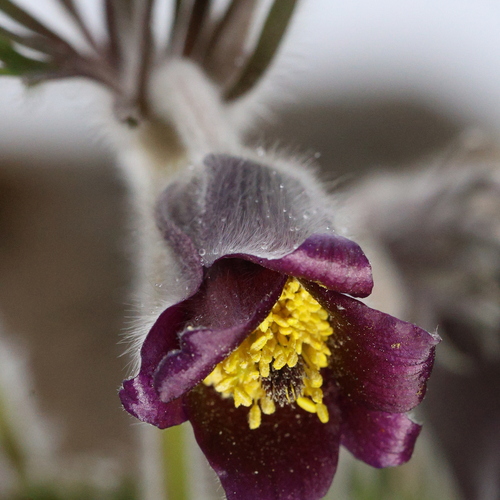 Bohemian small pasque flower