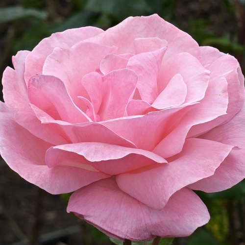Photo #13893668