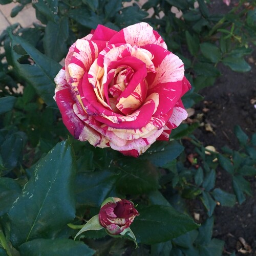 Photo #13893678