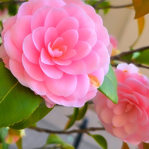 Pink Harmony