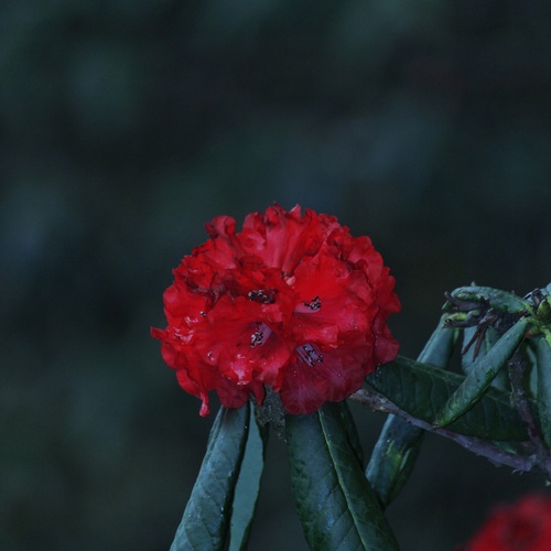 Rhododendron buransh