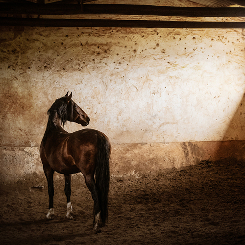 Photo #13894052